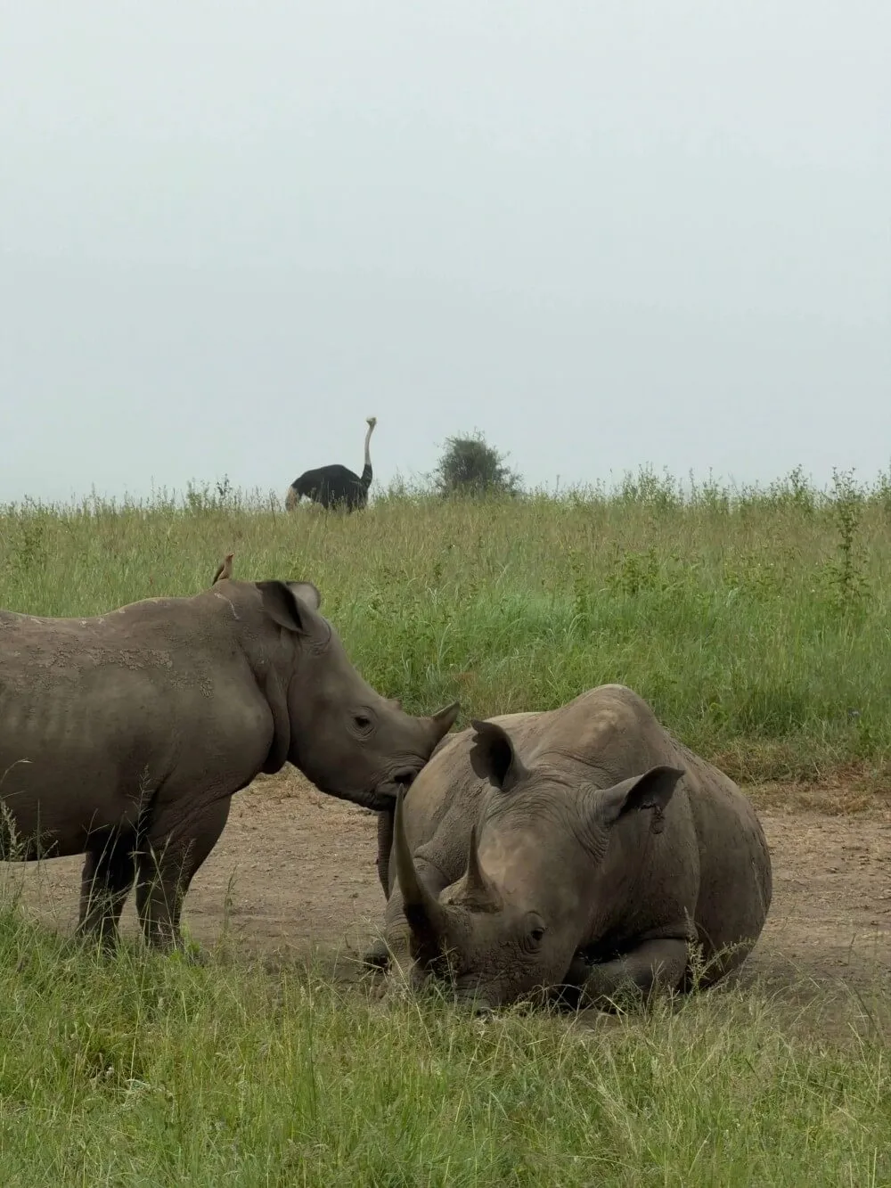 Luxus-Safari-Expedition