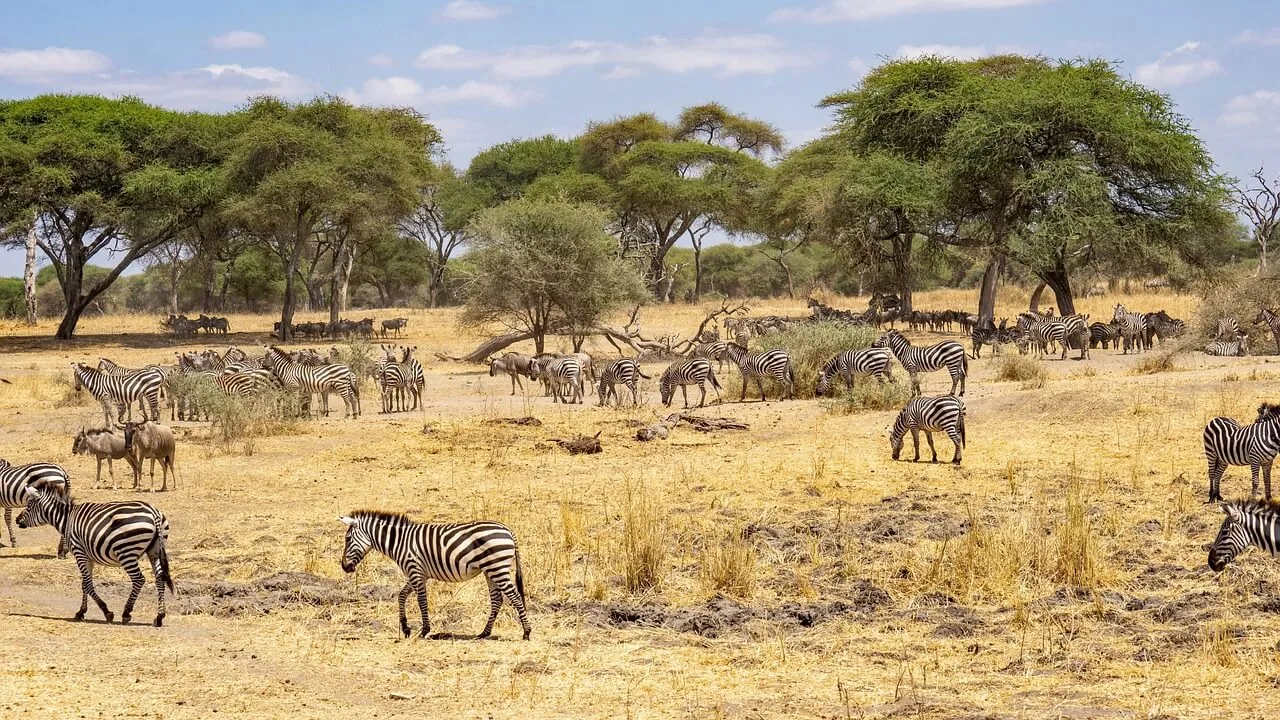 Safari in Tansania