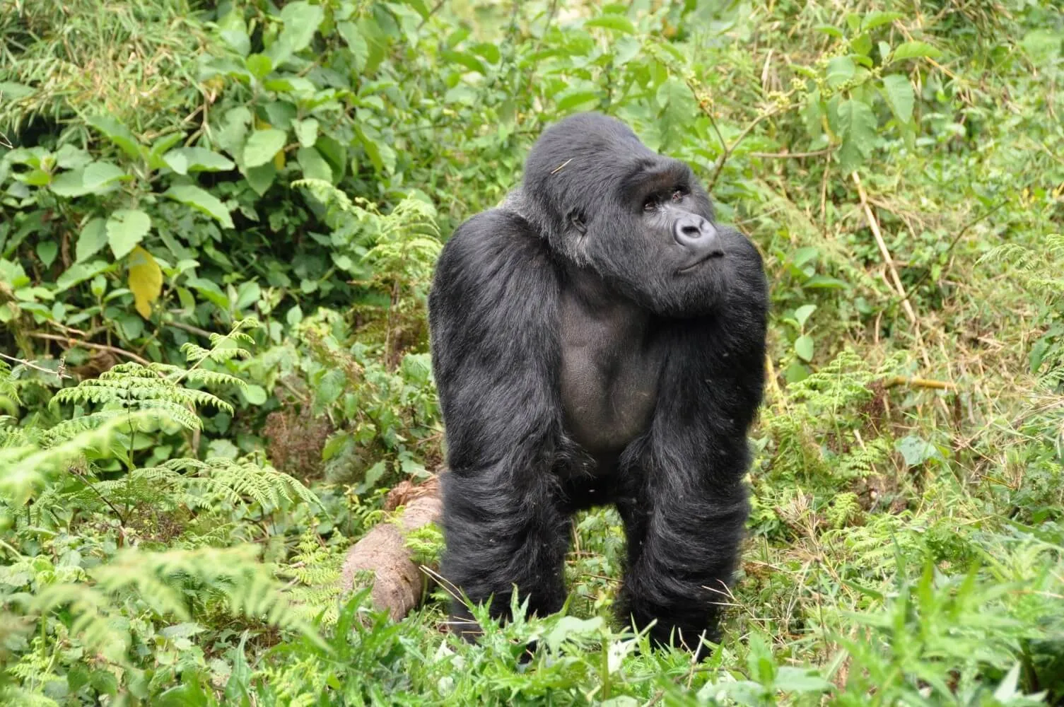 Ruanda