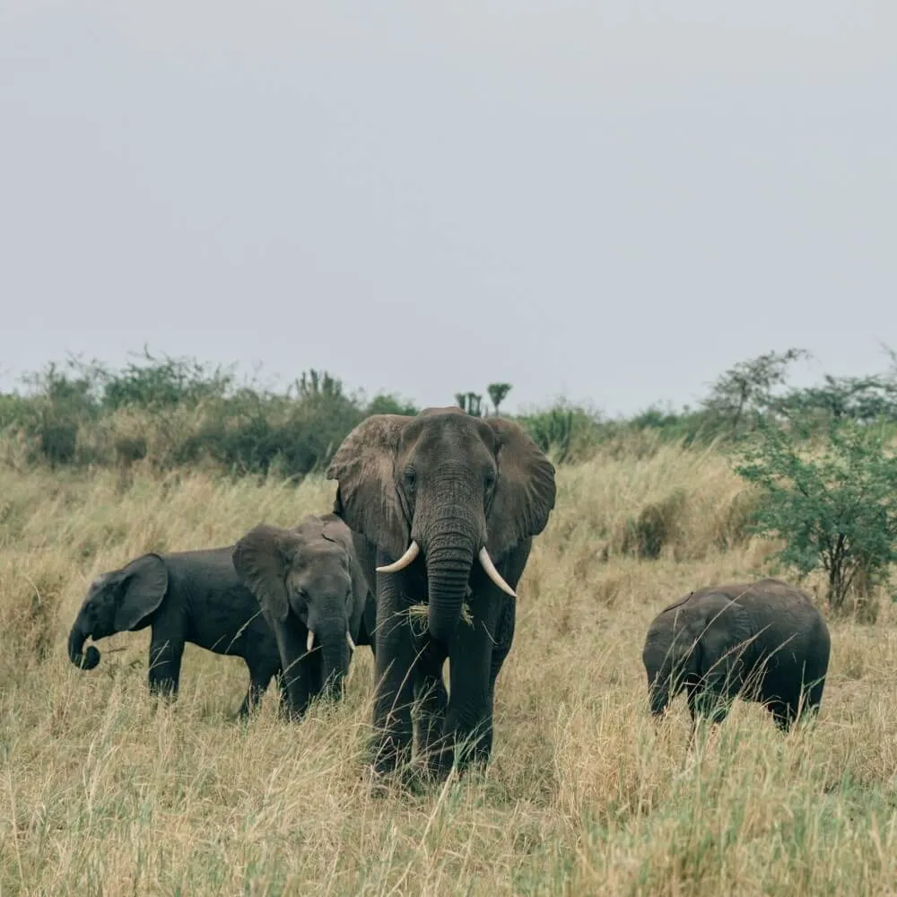 Uganda